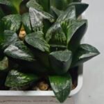 Haworthia Huko [虎克] (ブラックホワイト) - 2