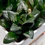 Haworthia Huko [虎克] (ブラックホワイト) - 3