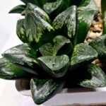 Haworthia Huko [虎克] (ブラックホワイト) - 4