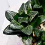 Haworthia Huko [虎克] (ブラックホワイト) - 5