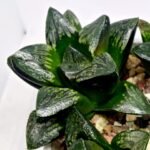 Haworthia Huko [虎克] (ブラックホワイト) - 6