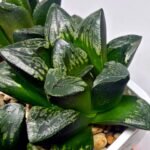 Haworthia Huko [虎克] (ブラックホワイト) - 7