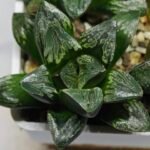 Haworthia Huko [虎克] (ブラックホワイト) - 8