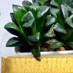 Haworthia Huko [虎克] (ブラックホワイト) - 3