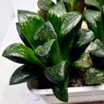Haworthia Huko [虎克] (ブラックホワイト) - 4