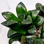 Haworthia Huko [虎克] (ブラックホワイト) - 5