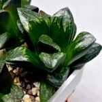 Haworthia Huko [虎克] (ブラックホワイト) - 1