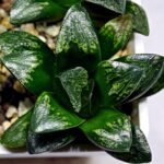 Haworthia Huko [虎克] (ブラックホワイト) - 2