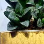 Haworthia Huko [虎克] (ブラックホワイト) - 3