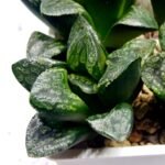 Haworthia Huko [虎克] (ブラックホワイト) - 4