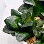 Haworthia Huko [虎克] (ブラックホワイト) - 5