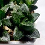 Haworthia Huko [虎克] (ブラックホワイト) - 6