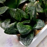 Haworthia Huko [虎克] (ブラックホワイト) - 1
