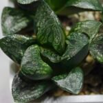 Haworthia Huko [虎克] (ブラックホワイト) - 2