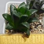 Haworthia Huko [虎克] (ブラックホワイト) - 7