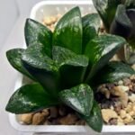 Haworthia Huko [虎克] (ブラックホワイト) - 8