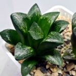 Haworthia Huko [虎克] (ブラックホワイト) - 9