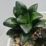 Haworthia Huko [虎克] (ブラックホワイト) - 10