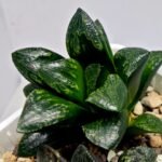 Haworthia Huko [虎克] (ブラックホワイト) - 1