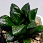 Haworthia Huko [虎克] (ブラックホワイト) - 2