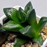 Haworthia Huko [虎克] (ブラックホワイト) - 3