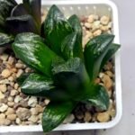 Haworthia Huko [虎克] (ブラックホワイト) - 4