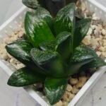 Haworthia Huko [虎克] (ブラックホワイト) - 5