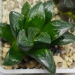 Haworthia Huko [虎克] (ブラックホワイト) - 6