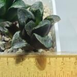 Haworthia Huko [虎克] (ブラックホワイト) - 8