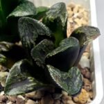 Haworthia Huko [虎克] (ブラックホワイト) - 1