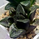 Haworthia Huko [虎克] (ブラックホワイト) - 2
