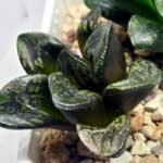 Haworthia Huko [虎克] (ブラックホワイト) - 3
