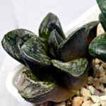Haworthia Huko [虎克] (ブラックホワイト) - 4