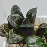 Haworthia Huko [虎克] (ブラックホワイト) - 5