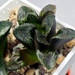 Haworthia Huko [虎克] (ブラックホワイト) - 6