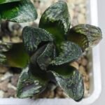 Haworthia Huko [虎克] (ブラックホワイト) - 7