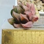 Haworthia pygmaea x Haworthia cooperi Ex. Steven Hammer - 4