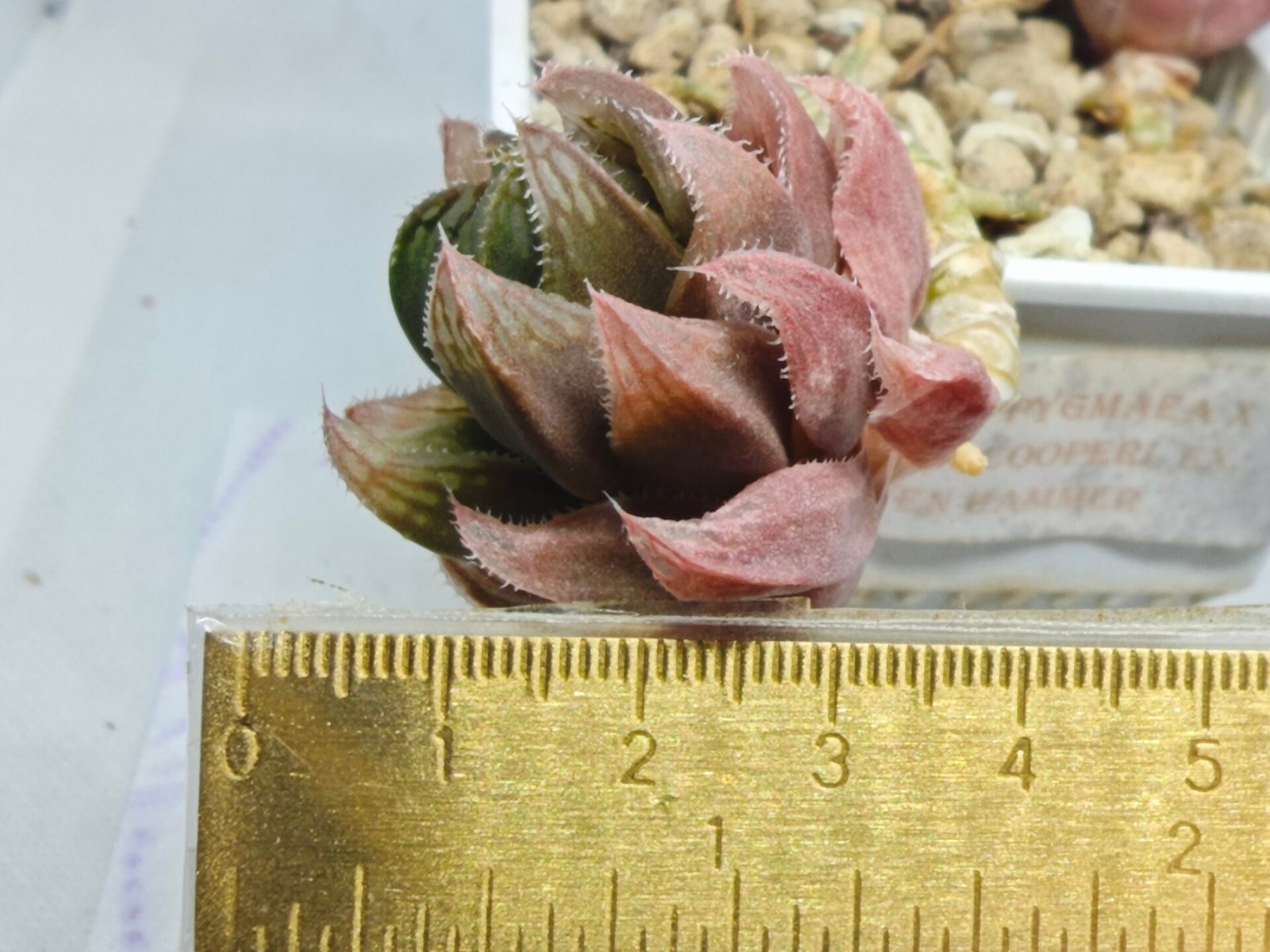 Haworthia pygmaea x Haworthia cooperi Ex. Steven Hammer - 4