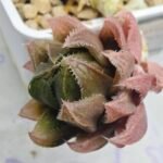 Haworthia pygmaea x Haworthia cooperi Ex. Steven Hammer - 1
