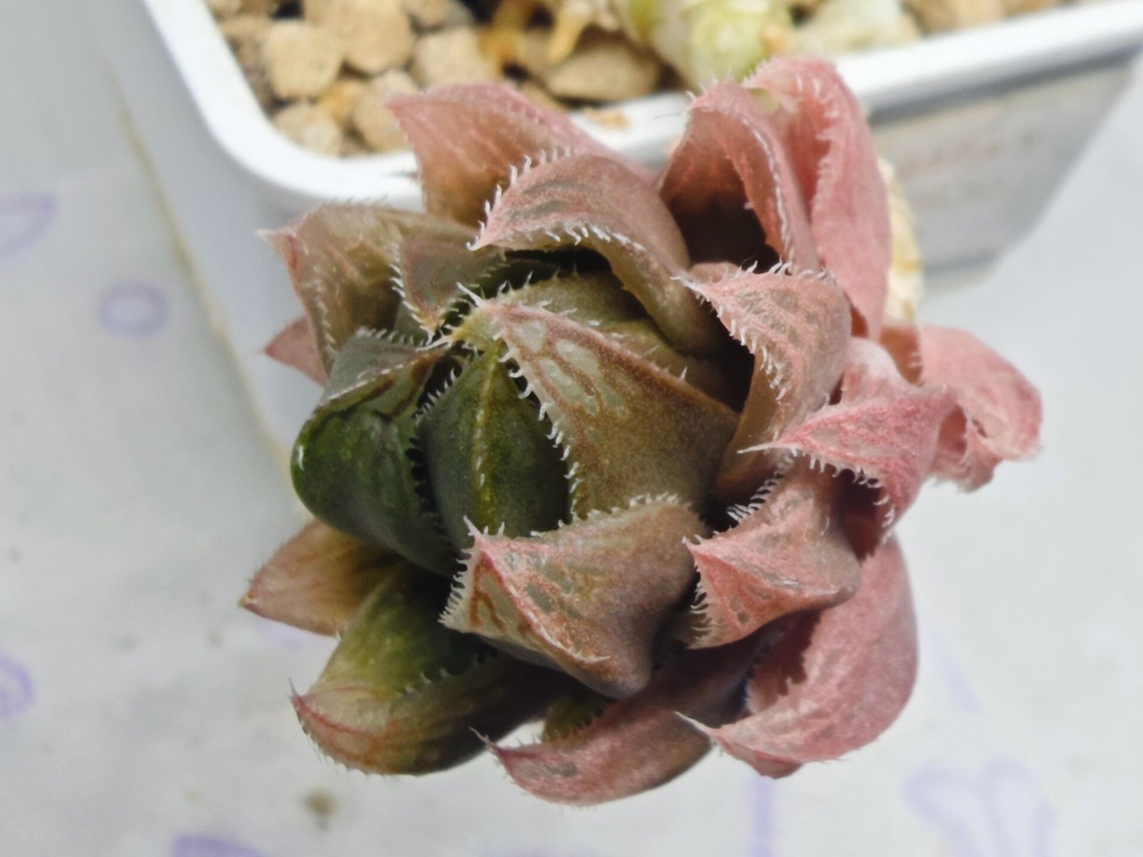 Haworthia pygmaea x Haworthia cooperi Ex. Steven Hammer - 1