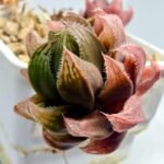 Haworthia pygmaea x Haworthia cooperi Ex. Steven Hammer - 2