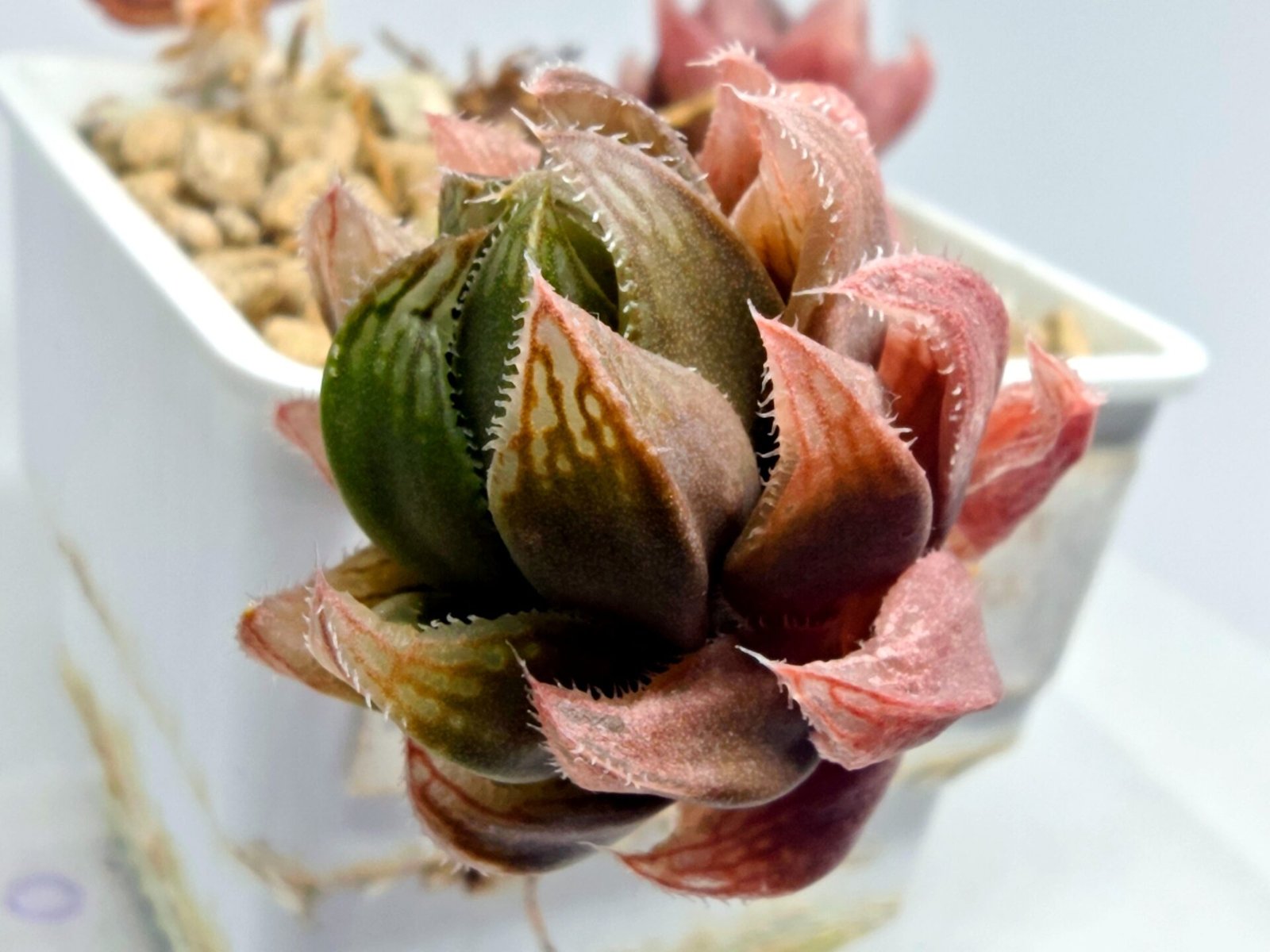 Haworthia pygmaea x Haworthia cooperi Ex. Steven Hammer - 2