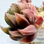 Haworthia pygmaea x Haworthia cooperi Ex. Steven Hammer - 3