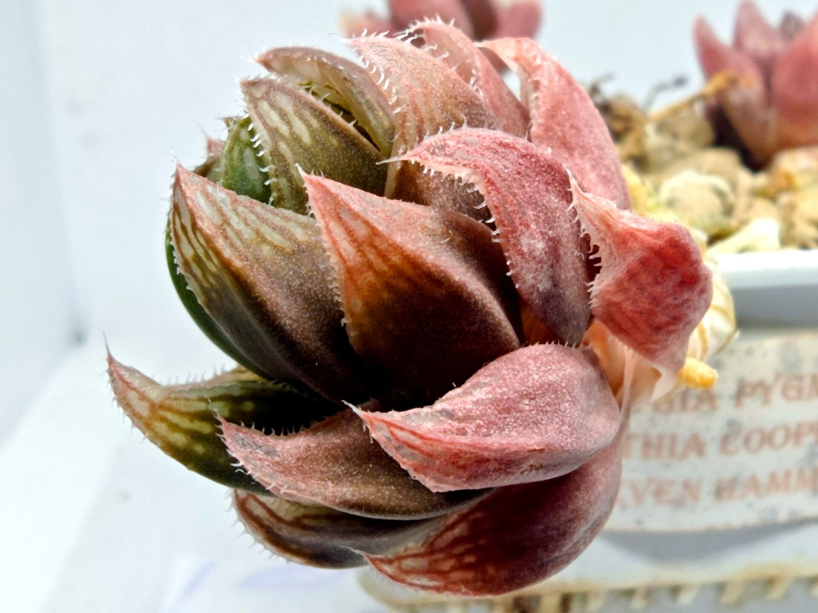Haworthia pygmaea x Haworthia cooperi Ex. Steven Hammer - 3