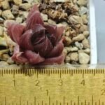 Haworthia pygmaea x Haworthia cooperi Ex. Steven Hammer - 1