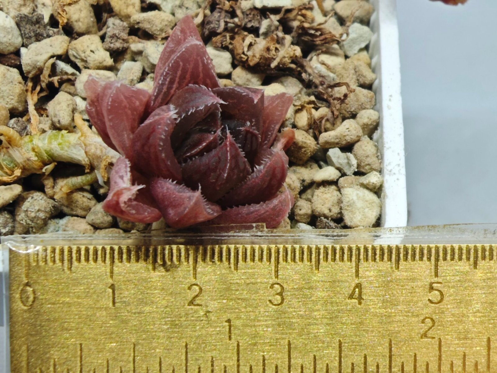 Haworthia pygmaea x Haworthia cooperi Ex. Steven Hammer - 1