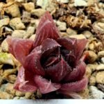 Haworthia pygmaea x Haworthia cooperi Ex. Steven Hammer - 2