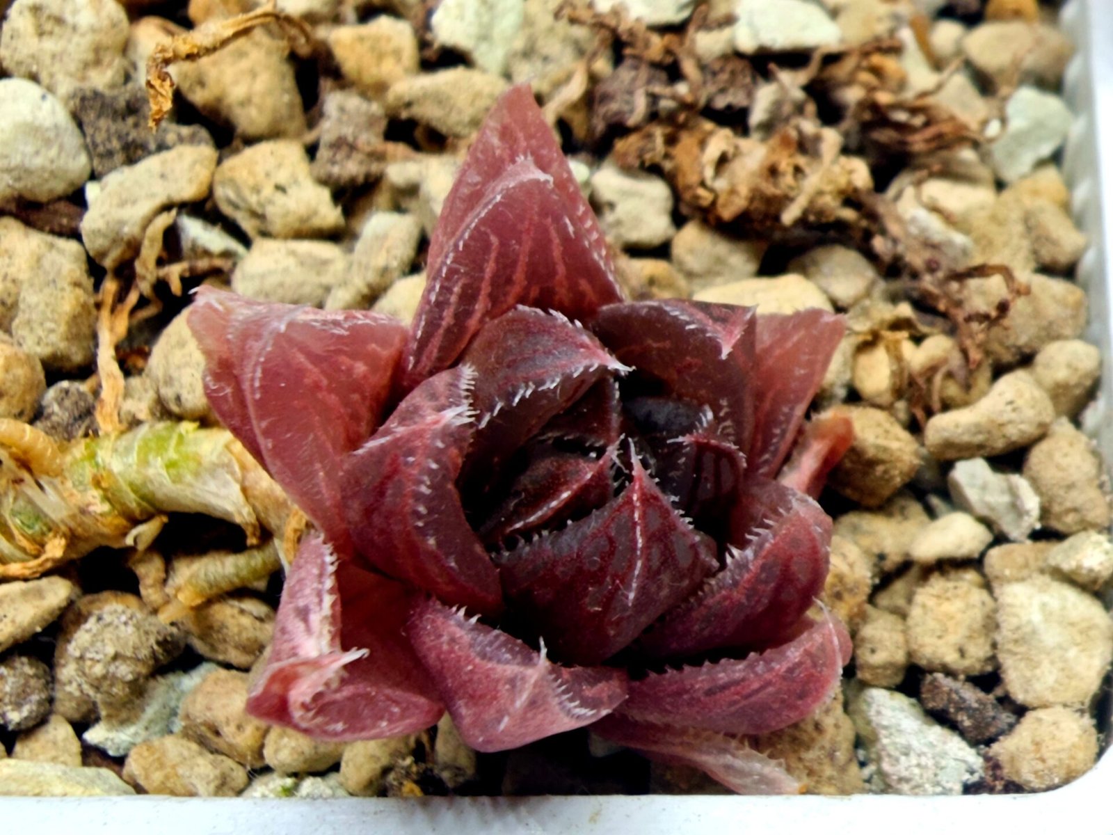 Haworthia pygmaea x Haworthia cooperi Ex. Steven Hammer - 2