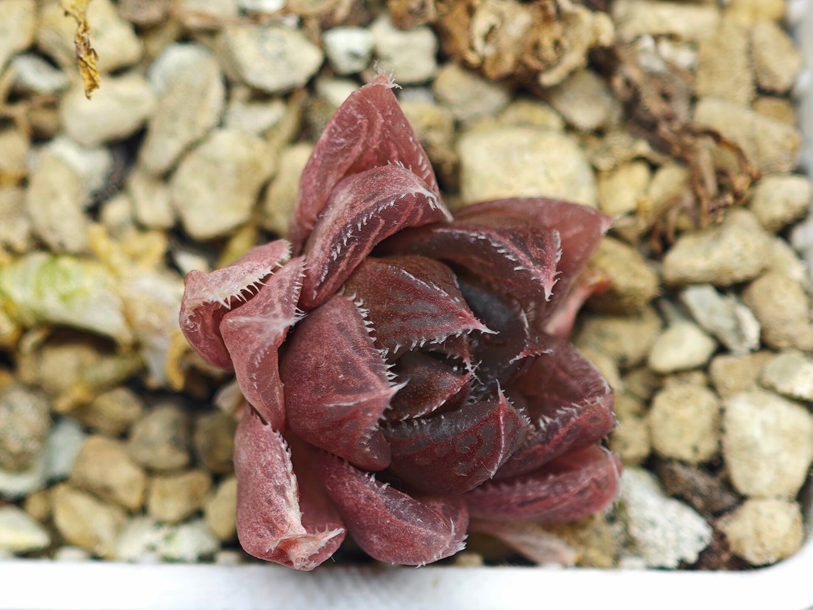 Haworthia pygmaea x Haworthia cooperi Ex. Steven Hammer - 3