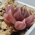 Haworthia pygmaea x Haworthia cooperi Ex. Steven Hammer - 4